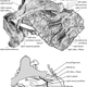 Illustration for article titled Incredible Fossil of an Ancient Horse Still Contains Its Unborn Foal
